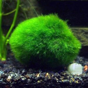 Aquatic Arts 2 Giant Marimo Moss Balls (1.5-2.5 inches, 8-15 Years Old!) - Over 5X AS Large AS Nano MARIMO! - Great for Fish, Shrimp, and Snails! by Aquatic Arts