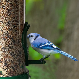 Bird with feeder