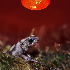 frog under Aqua-Terra Basking lamp