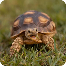 Tortoise