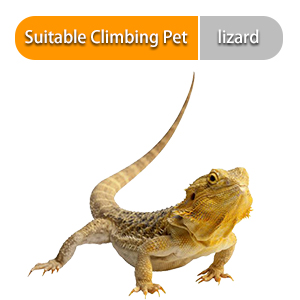 heat bulb for lizard