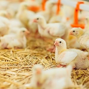 A picture of chicks baby chicken hens on a straw bedding, perfect for home poultry farms. 