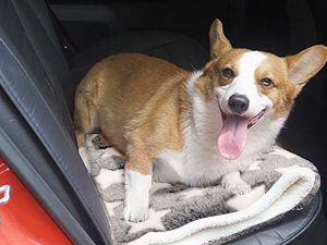 dog crate bed