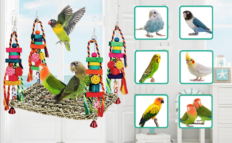 bird toys