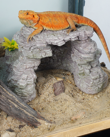 Reptile Rockery Sunbed Hideout