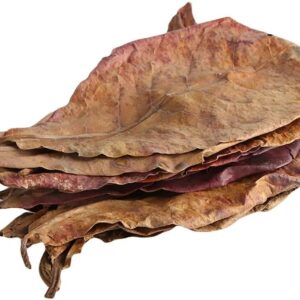 5 Large Indian Almond Leaves for Shrimp/Betta, Catappa 6-10" (15-25cm) Aquarium Food