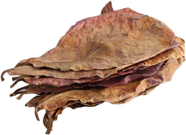 5 Large Indian Almond Leaves for Shrimp/Betta, Catappa 6-10" (15-25cm) Aquarium Food