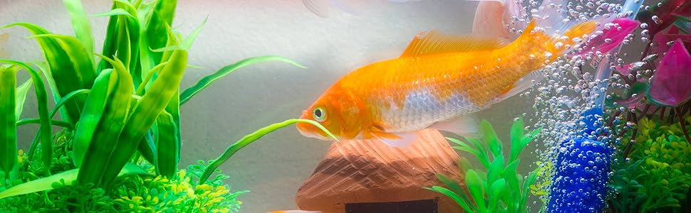 Goldfish A+ Content Title