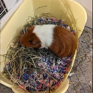 rabbit litter tray