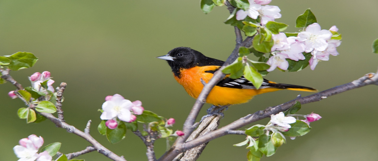 Bird bath toy