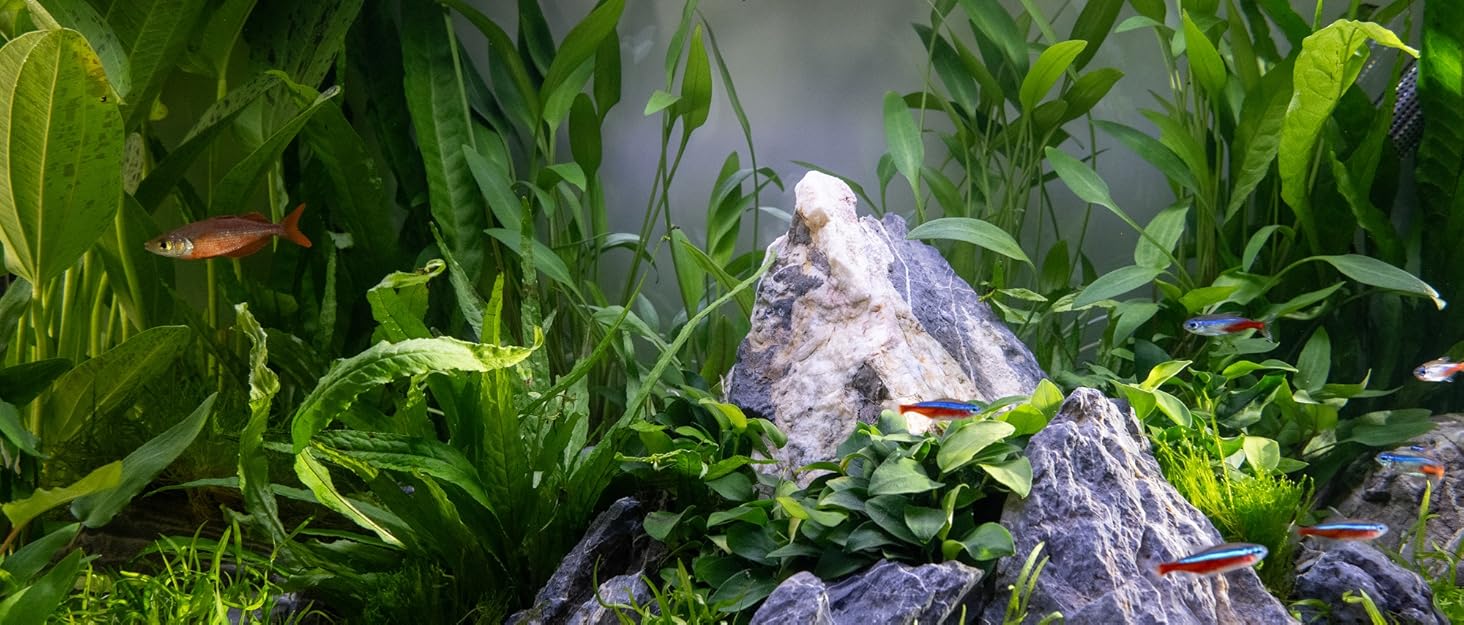 planted aquarium with fish